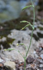 Silene viridiflora