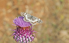 Melanargia larissa