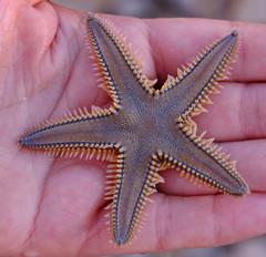 Astropecten platyacanthus