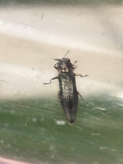 Agrilus anxius