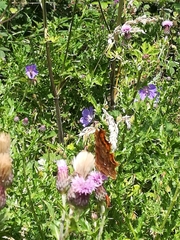 Polygonia c-album