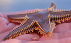 Astropecten platyacanthus