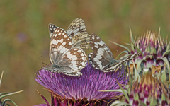 Melanargia larissa