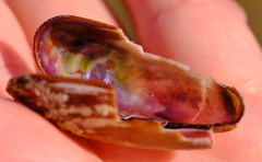 Lithophaga lithophaga