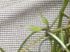 Zannichellia palustris