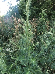 Artemisia vulgaris