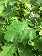 Solanum ditrichum