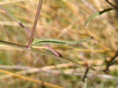 Centaurea nemoralis