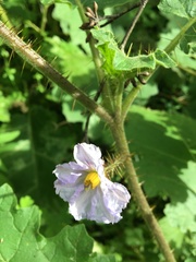 Solanum ditrichum