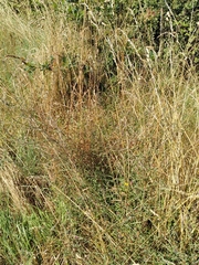 Centaurea nemoralis