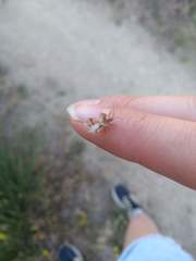 Phyllomorpha laciniata