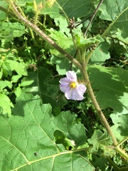 Solanum ditrichum