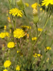 Crepis setosa