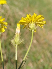 Crepis setosa