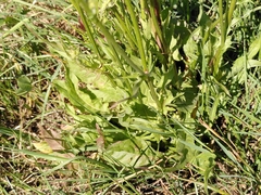 Crepis setosa