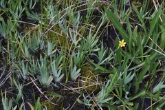 Sisyrinchium longipes