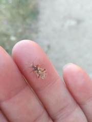 Phyllomorpha laciniata