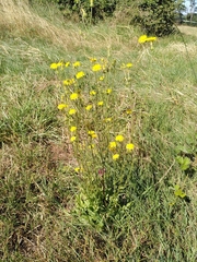 Crepis setosa