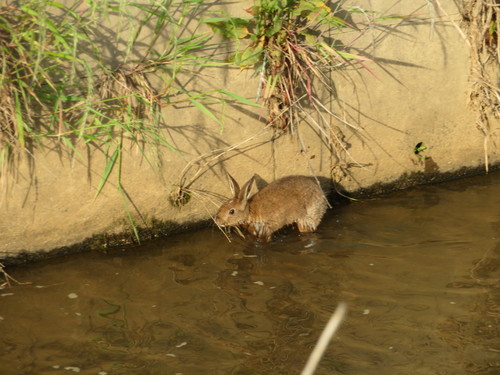 ニホンノウサギ