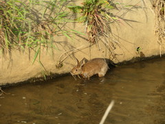 Lepus brachyurus