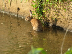 Lepus brachyurus
