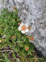 Potentilla clusiana