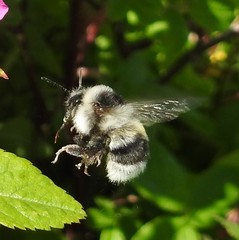 Bombus patagiatus