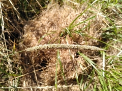 Sporobolus alopecuroides