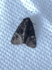 Phosphila turbulenta