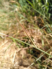 Sporobolus alopecuroides