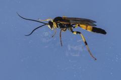 Ichneumon stramentor