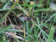 Lasius