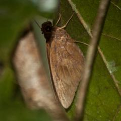 Erionota thrax