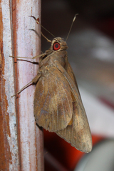 Erionota thrax