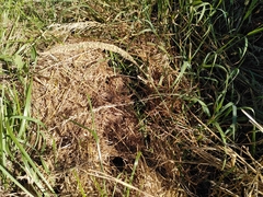 Sporobolus alopecuroides