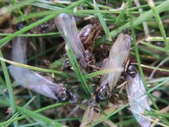 Lasius