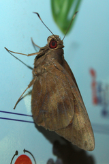 Erionota thrax