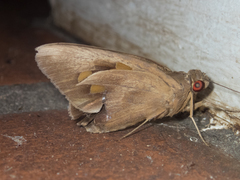 Erionota thrax