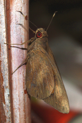 Erionota thrax