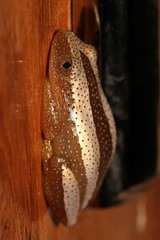 Afrixalus fornasini