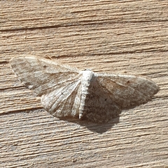Idaea deversaria