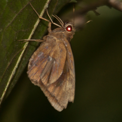 Erionota thrax