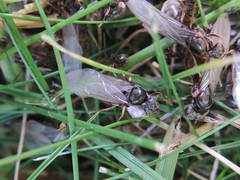 Lasius