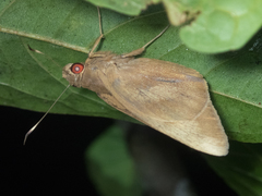 Erionota thrax