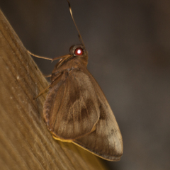 Erionota thrax