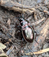 Pterostichus burmeisteri