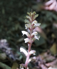 Orobanche hederae