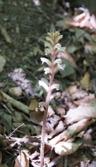 Orobanche hederae