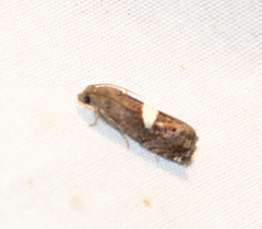 Epiblema gibsoni