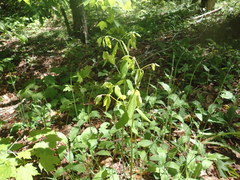 Apocynum androsaemifolium image